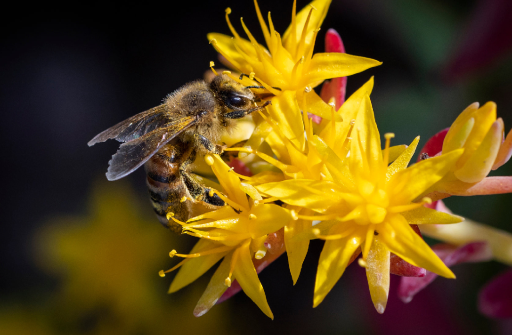pylek-pszczeli-jak-zmienic-swoje-zdrowie