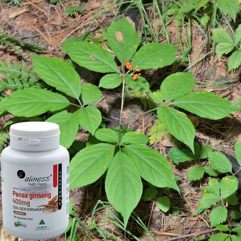 ALINESS Panax Ginseng ŻEŃ-SZEŃ KOREAŃSKI 400mg Energia koncentracja - obrazek 5