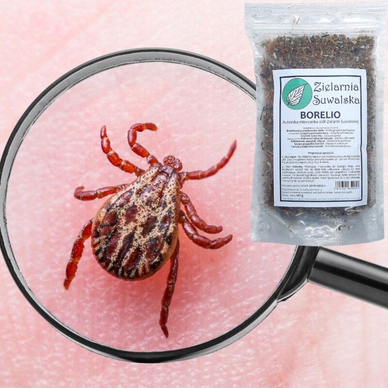 Borelio autorska mieszanka ziół na Boreliozę Zielarnia Suwalska 100g - obrazek 3