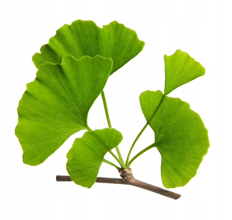 Aliness GINKGO BILOBA Miłorząb japoński 120 mg pamięci i koncentracja - obrazek 4