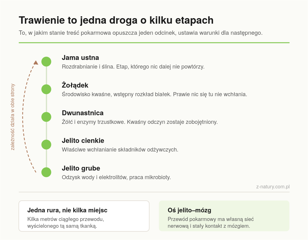 Etapy trawienia - od jamy ustnej przez żołądek i dwunastnicę do jelita grubego